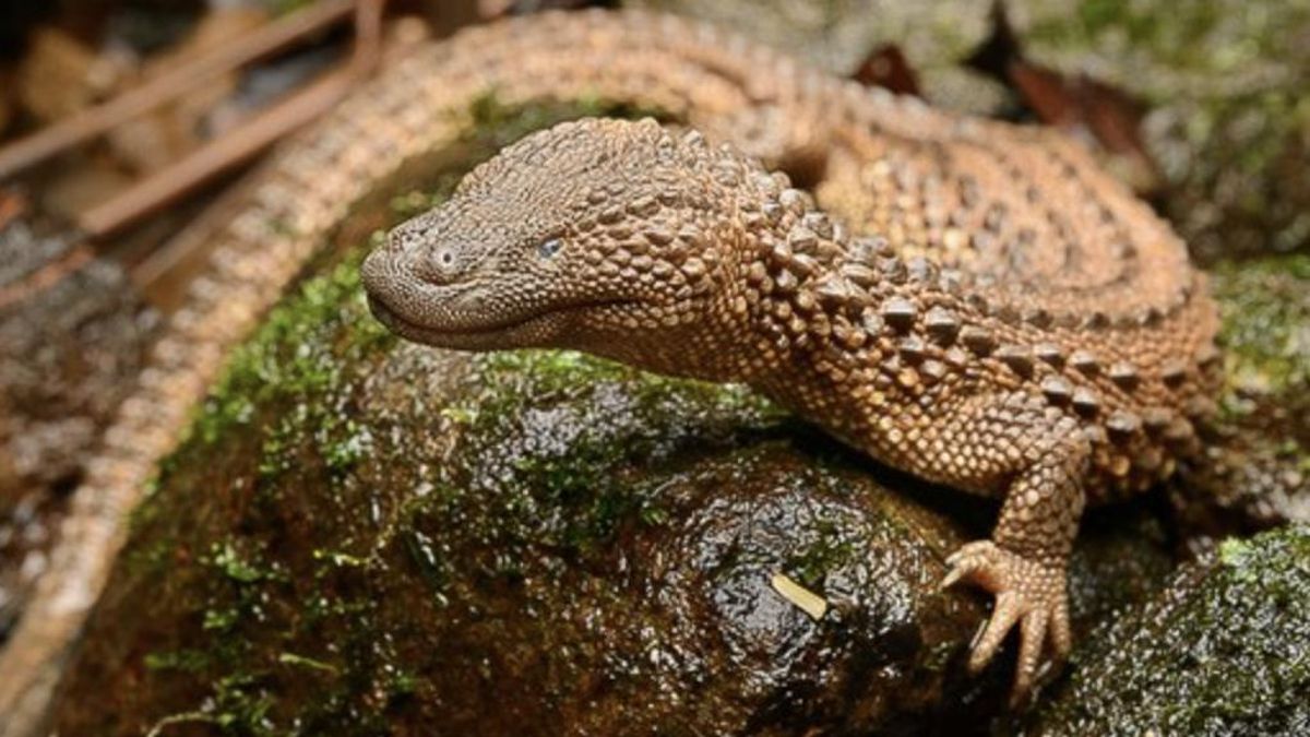 Este mini dragón rompió todos los pronósticos al sobrevivir a la extinción y la ciencia quiere saber por qué