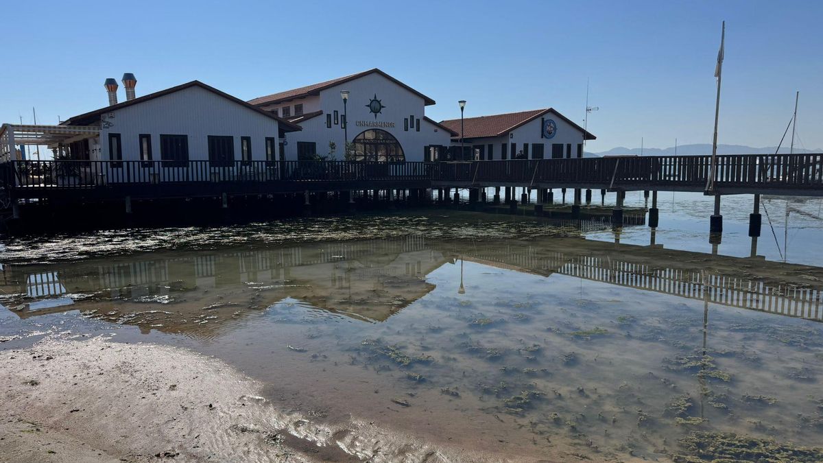 Fango y biomasa flotando junto al Puerto Deportivo de Los Alcázares.