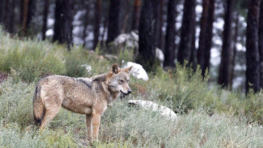 Un lobo del Centro Temático del Lobo Ibérico, en Robledo. EFE/Mariam A. Montesinos/ Archivo
