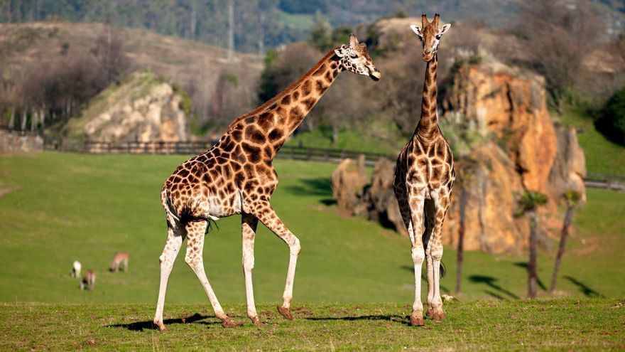 Jirafas en el Parque de la Naturaleza de Cabarceno.