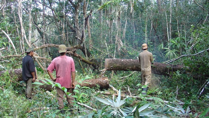 La Fundación COPADE tiene experiencia en la generación de un mercado responsable de productos forestales innovadores de alto valor en la Reserva de la Biosfera Maya, en Guatemala
