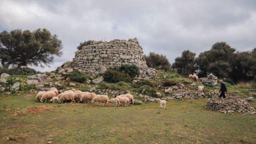 Ovejas pastando en el entorno del talayot de Talatí de Dalt