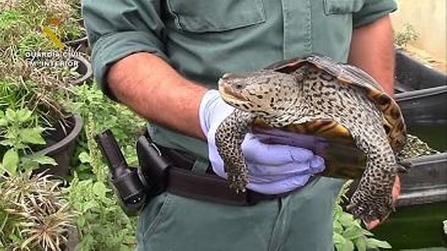 Un criadero ilegal de tortugas protegidas y un negocio de medio millón de euros: “Las alimentaban con ratones congelados”