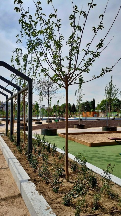 Varias moreras dispuestas a lo largo del eje