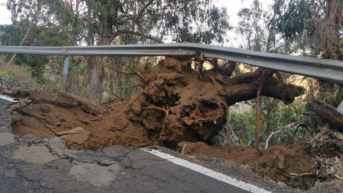 El eucalipto afectó a la vía.