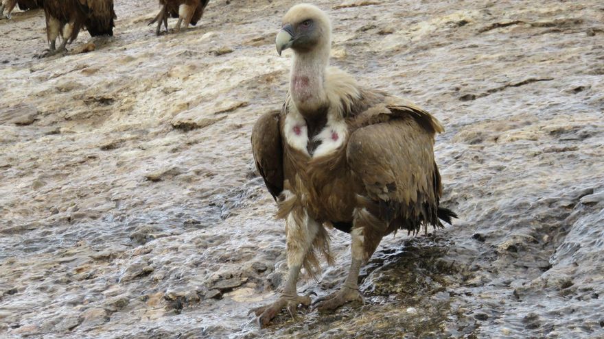 Castilla y León avanza en la protección de las especies de buitres más amenazadas para conocer su conservación