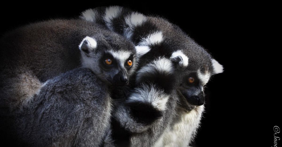 Lémur. Ruth y Jeromy/Grupo Fotográfico Snouppets