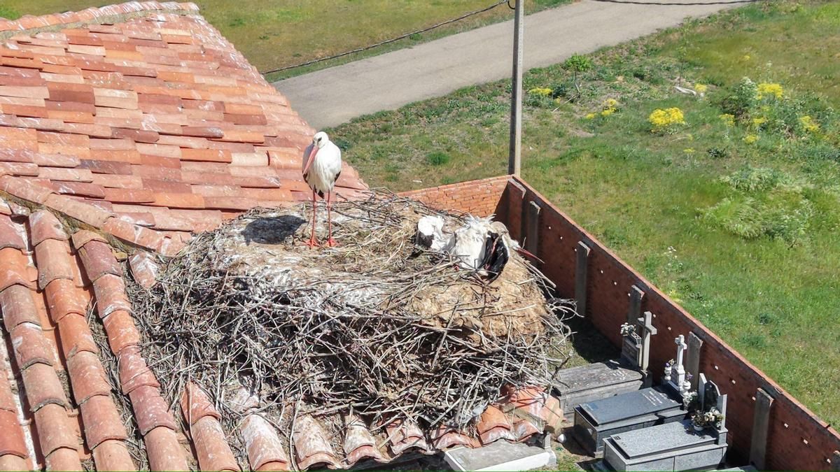 La Junta se desentiende de la gestión de dos cigüeñas muertas que permanecen desde hace un mes en la iglesia de La Antigua