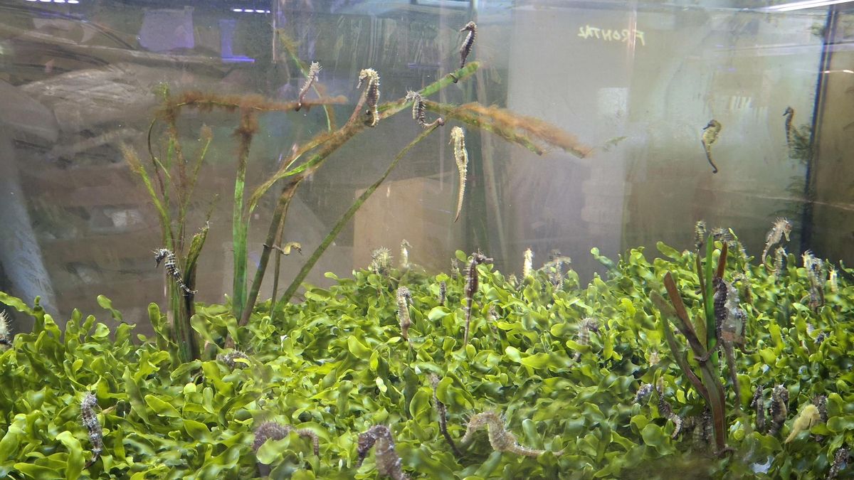 Caballitos de mar en el Banco de Especies del Mar Menor