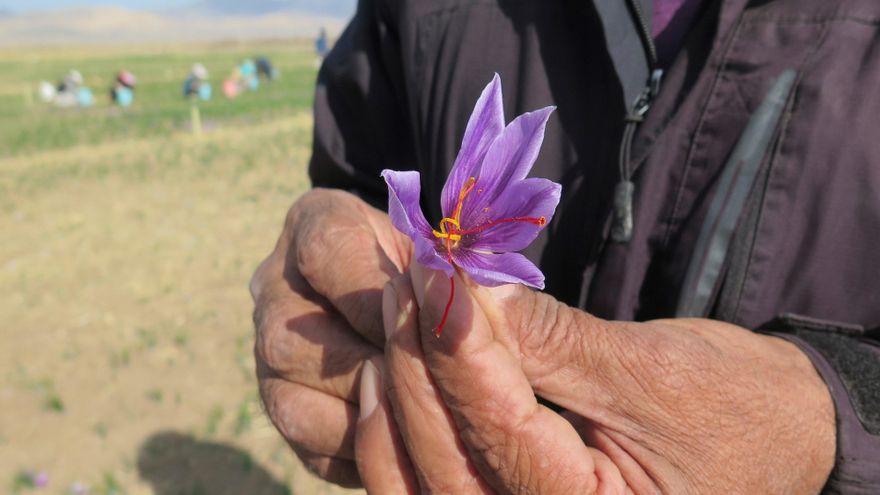 El azafrán, producto estrella de Irán, no escapa al impacto de la pandemia