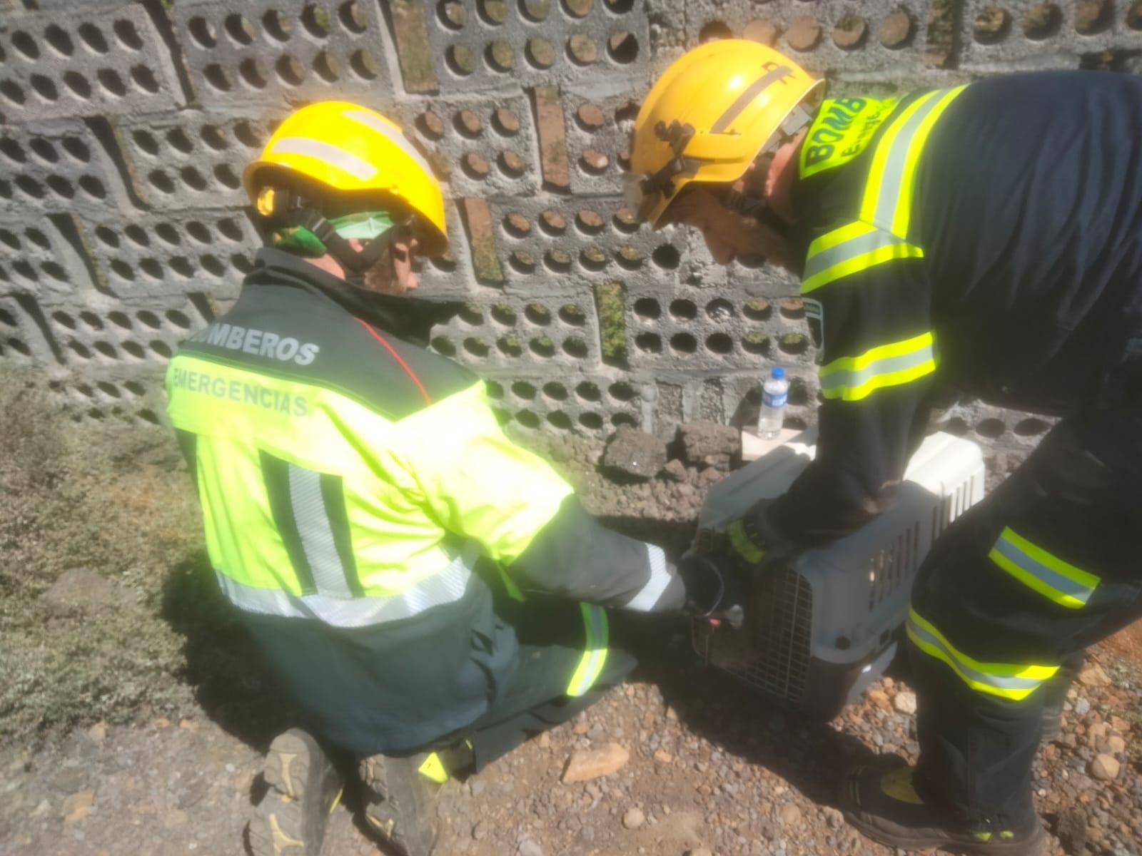 Los bomberos con el gato tras el rescate. BOMBEROS LA PALMA
