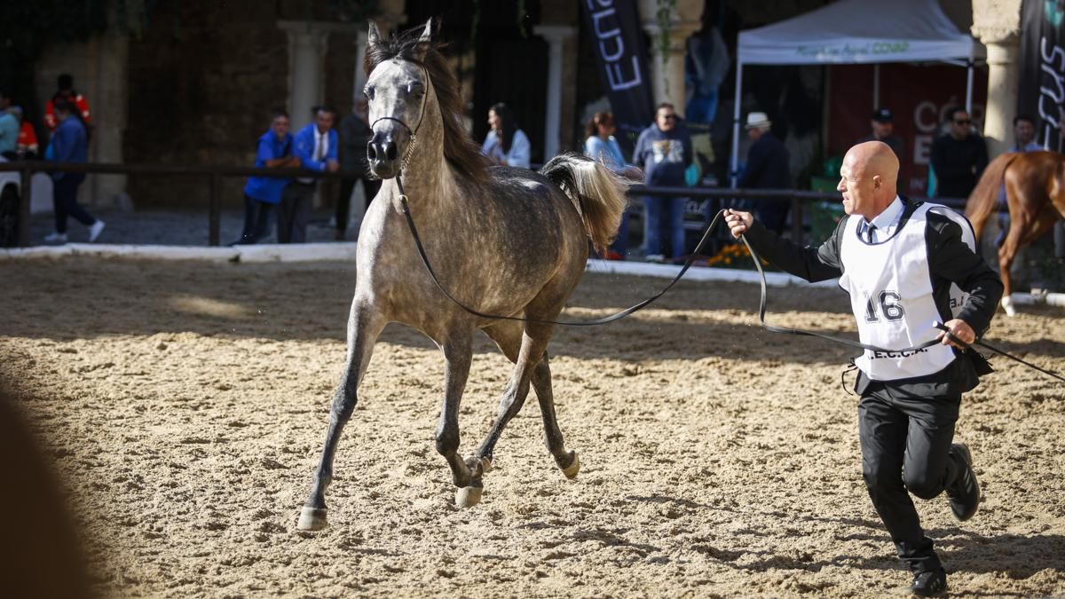 Campeonato Nacional de Caballos Árabes