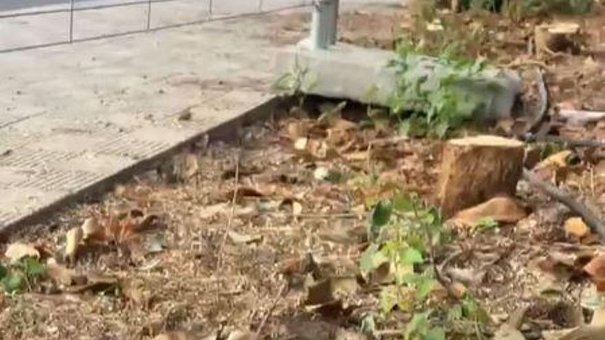 Una asociación medioambiental pedirá a la Justicia el cese inmediato de la tala de árboles en una parcela en Santa Cruz de Tenerife