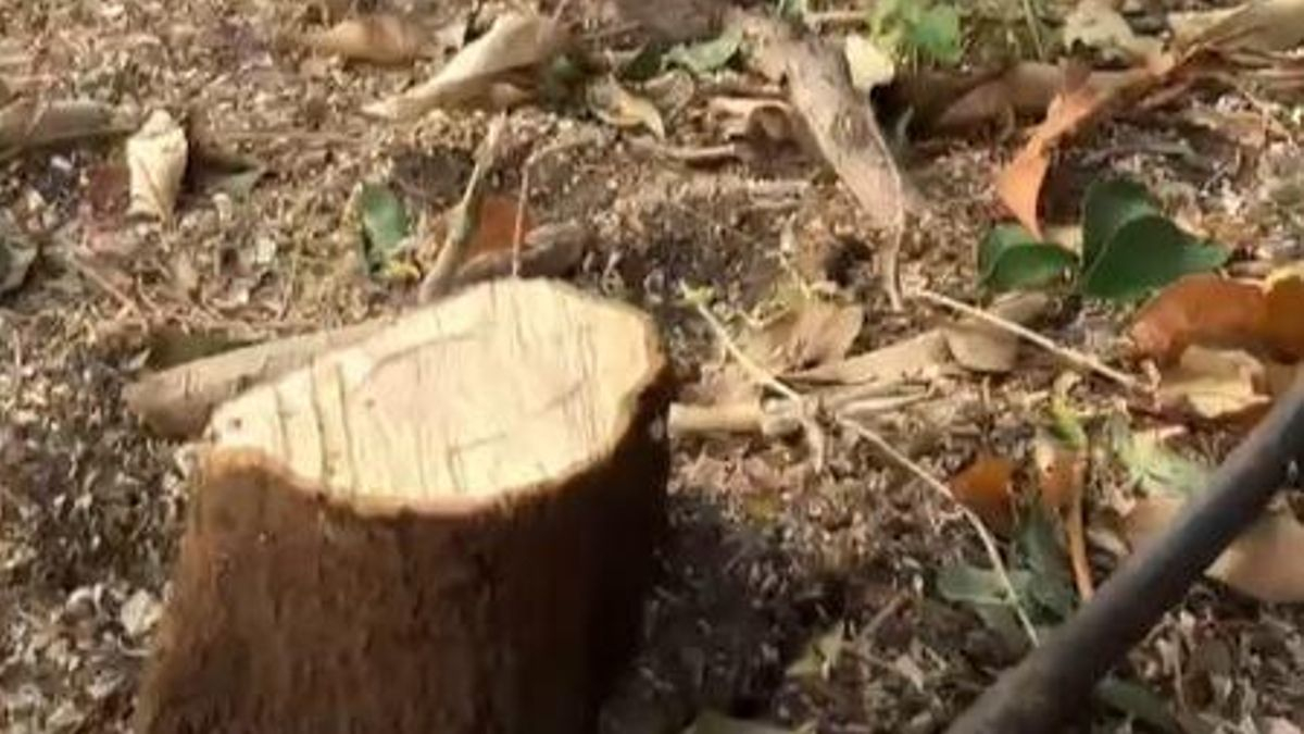 Una asociación medioambiental pedirá a la Justicia el cese inmediato de la tala de árboles en una parcela en Santa Cruz de Tenerife