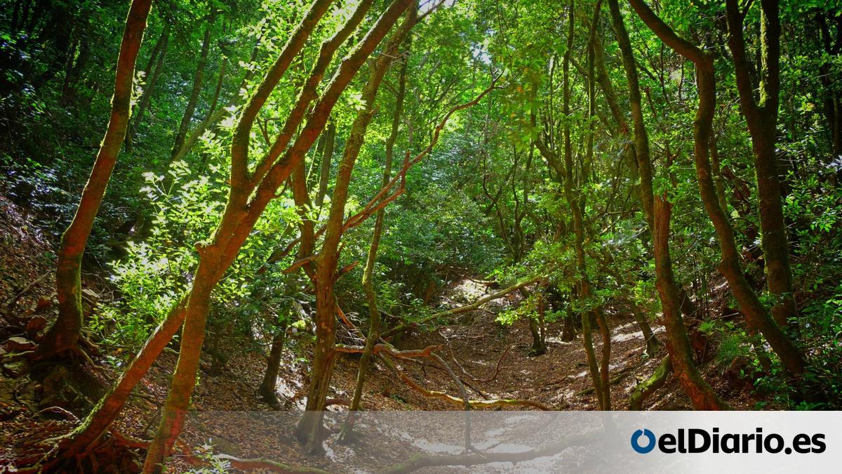 Una ruta para conocer lo mejor del Parque Rural de Anaga