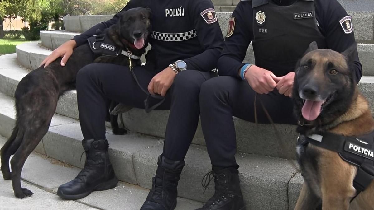 Los 'oficiales' Turbo y Bruja se jubilan y ponen fin a la breve unidad de perros policía de León