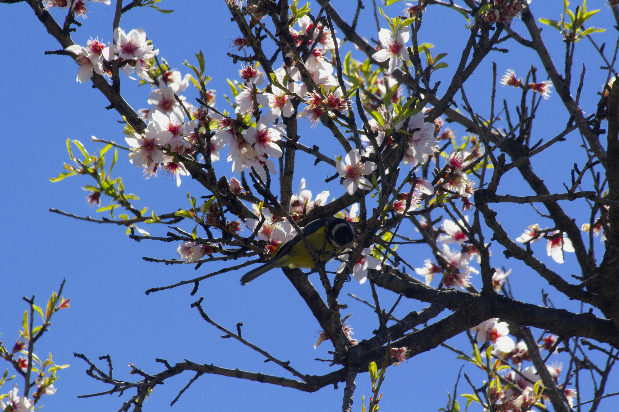 Almendro en Flor en Gran Canaria. Foto: Cirenia Vico
