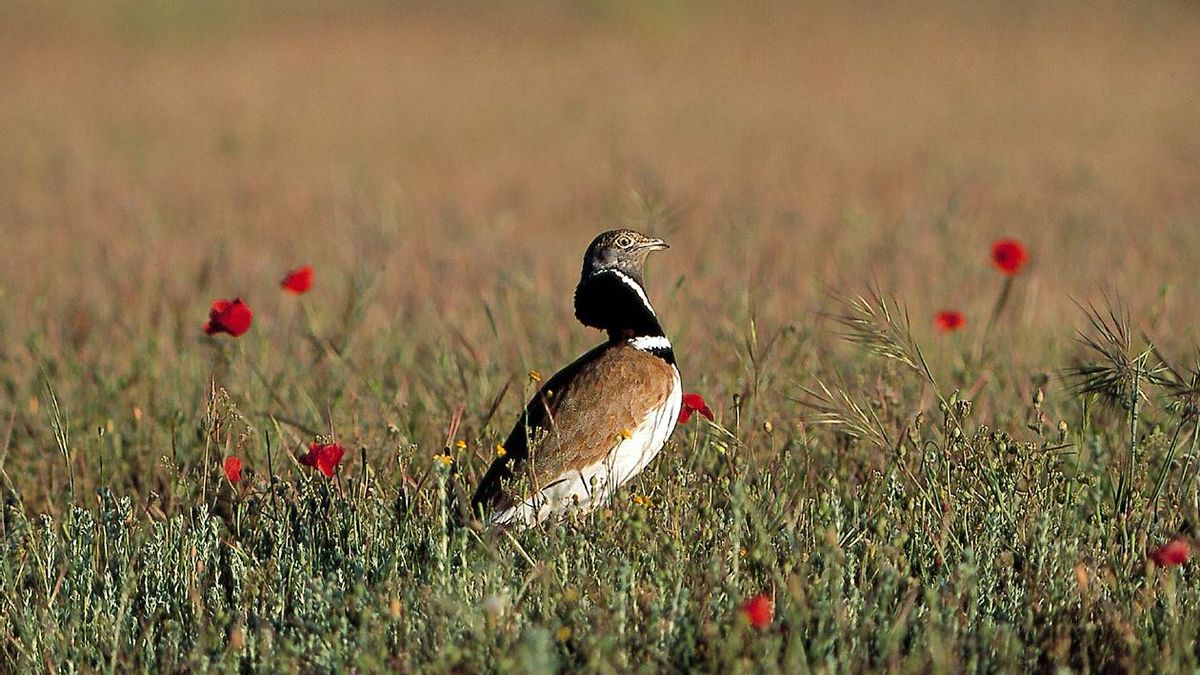 El cambio climatico reduce la disponibilidad de alimento y refugio en los campos