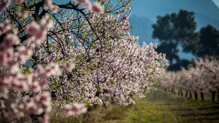 Mula, galardonada con el Premio al Turismo en los X Premios Ruralmur por el proyecto “MulaFlor”