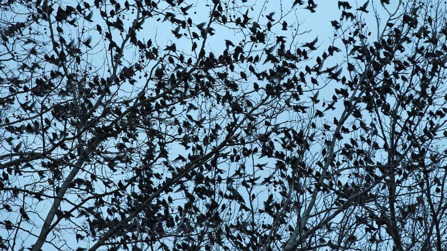 Bandadas de estorninos en el centro de las ciudades: un 'dolor de cabeza' causado por el hombre