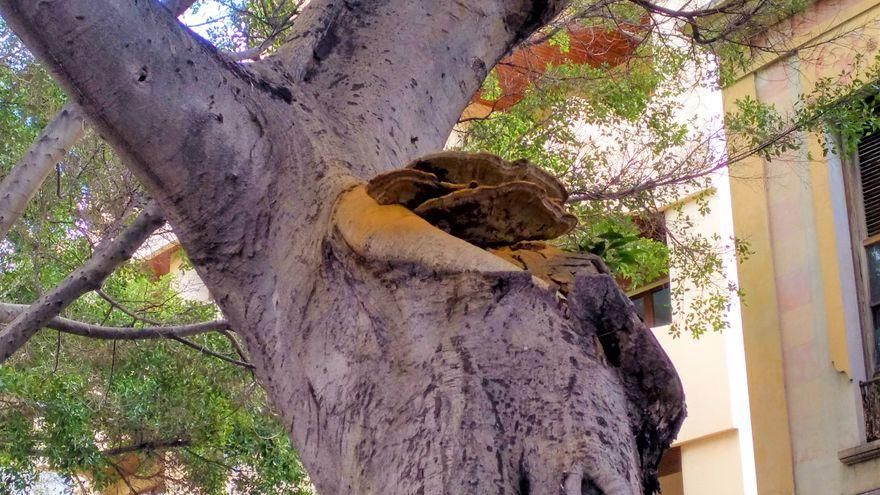 El PSOE denuncia el "desinterés" del Ayuntamiento de Santa Cruz de Tenerife ante la enfermedad de 250 árboles