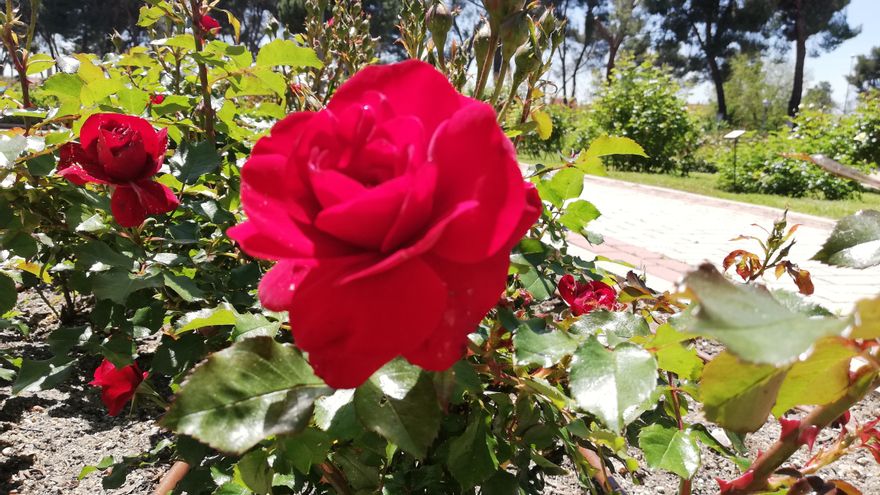 Cómo elegir la rosa más bonita de Madrid