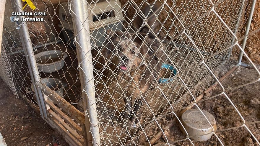 Intervienen dos criaderos clandestinos de perros en condiciones insalubres en la provincia de Cuenca