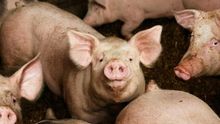 Aragón se consolida como la comunidad que mayor cabaña porcina soporta.