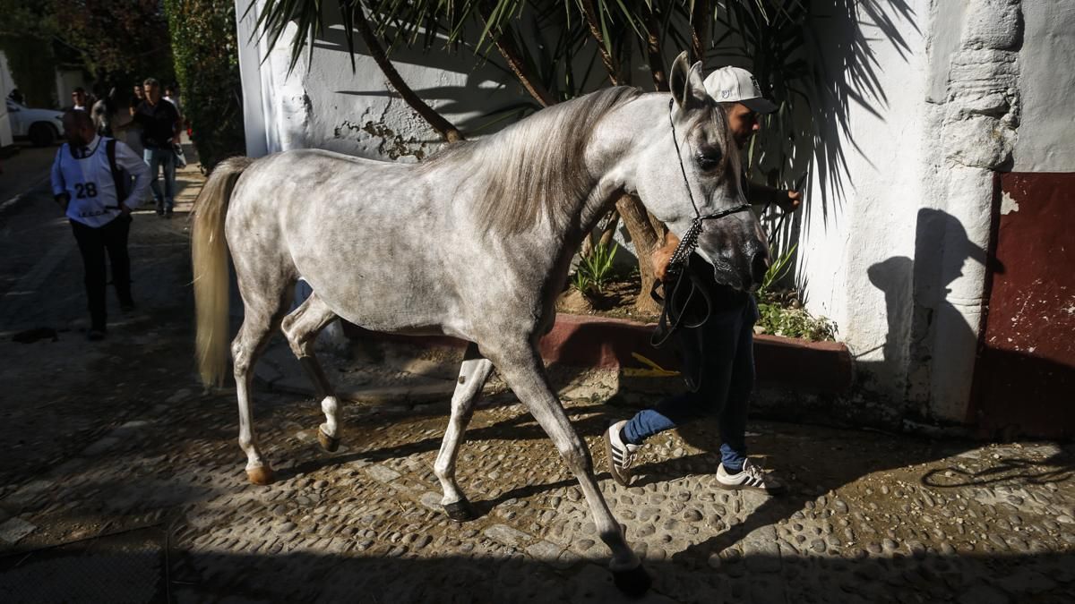 Campeonato Nacional de Caballos Árabes