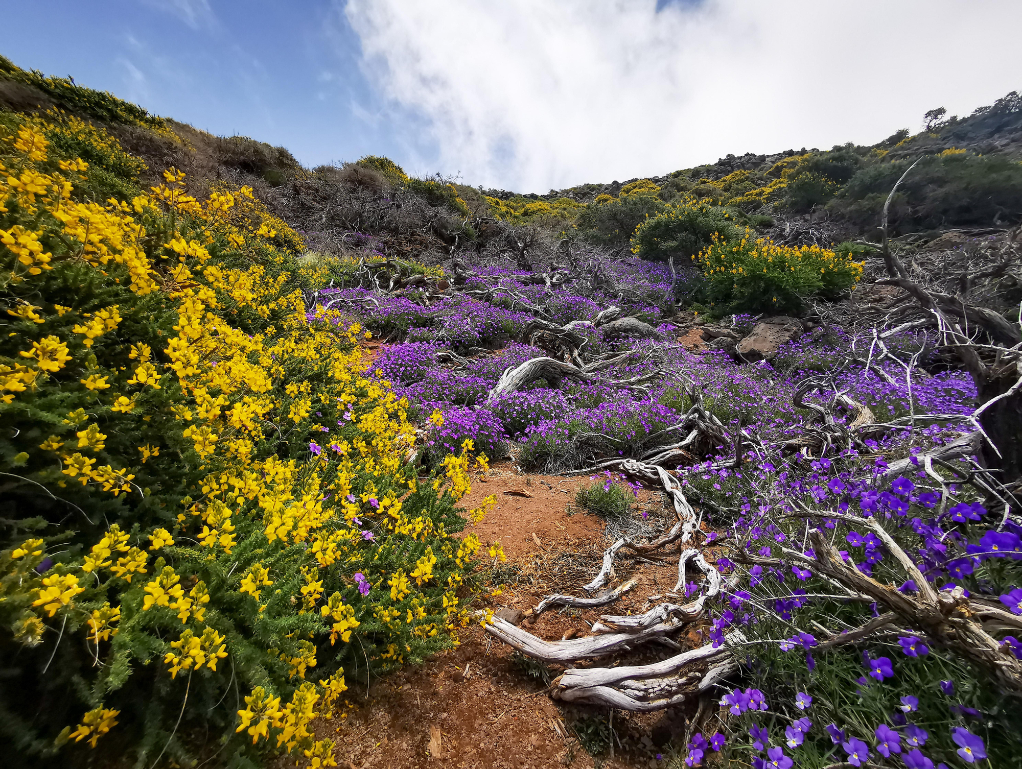Floración en las cumbres de La Palma en una imagen de archivo. DAVID ROSARIO