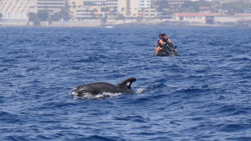 La presión turística en Tenerife se extiende al mar y amenaza la conservación del primer santuario de ballenas de Europa