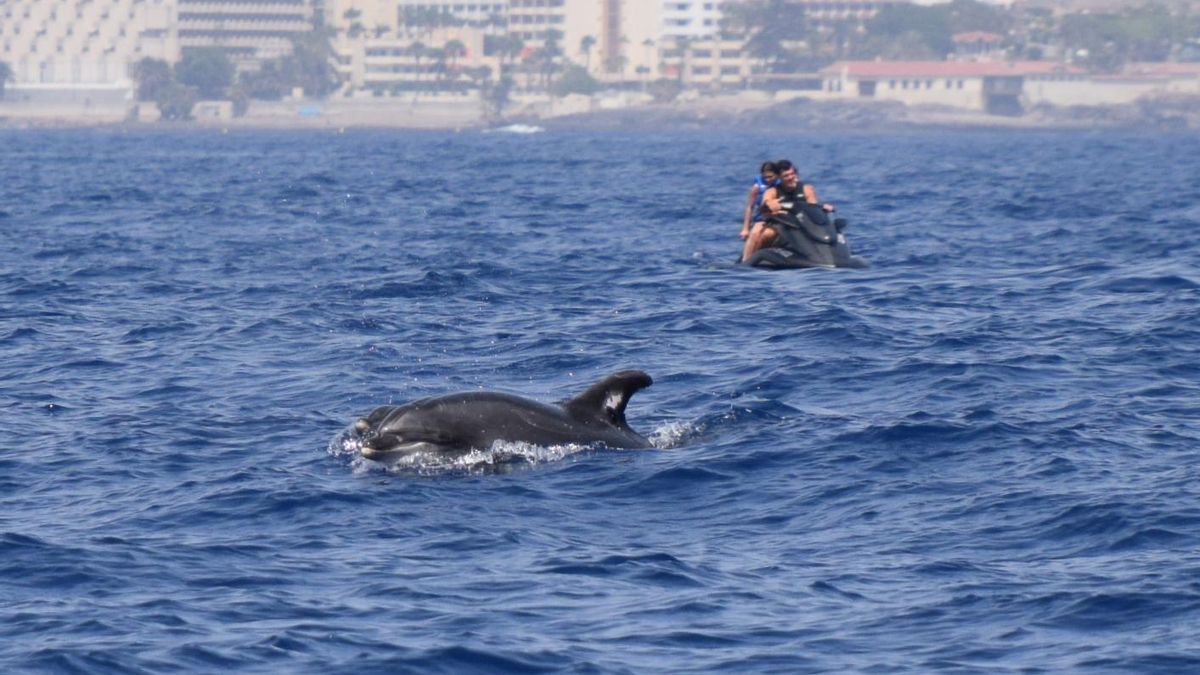 La presión turística en Tenerife se extiende al mar y amenaza la conservación del primer santuario de ballenas de Europa