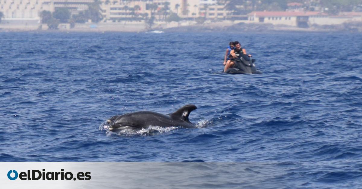 La presión turística en Tenerife se extiende al mar y amenaza la conservación del primer santuario de ballenas de Europa