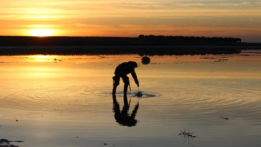 Muestreo de 'hadas de los charcos'