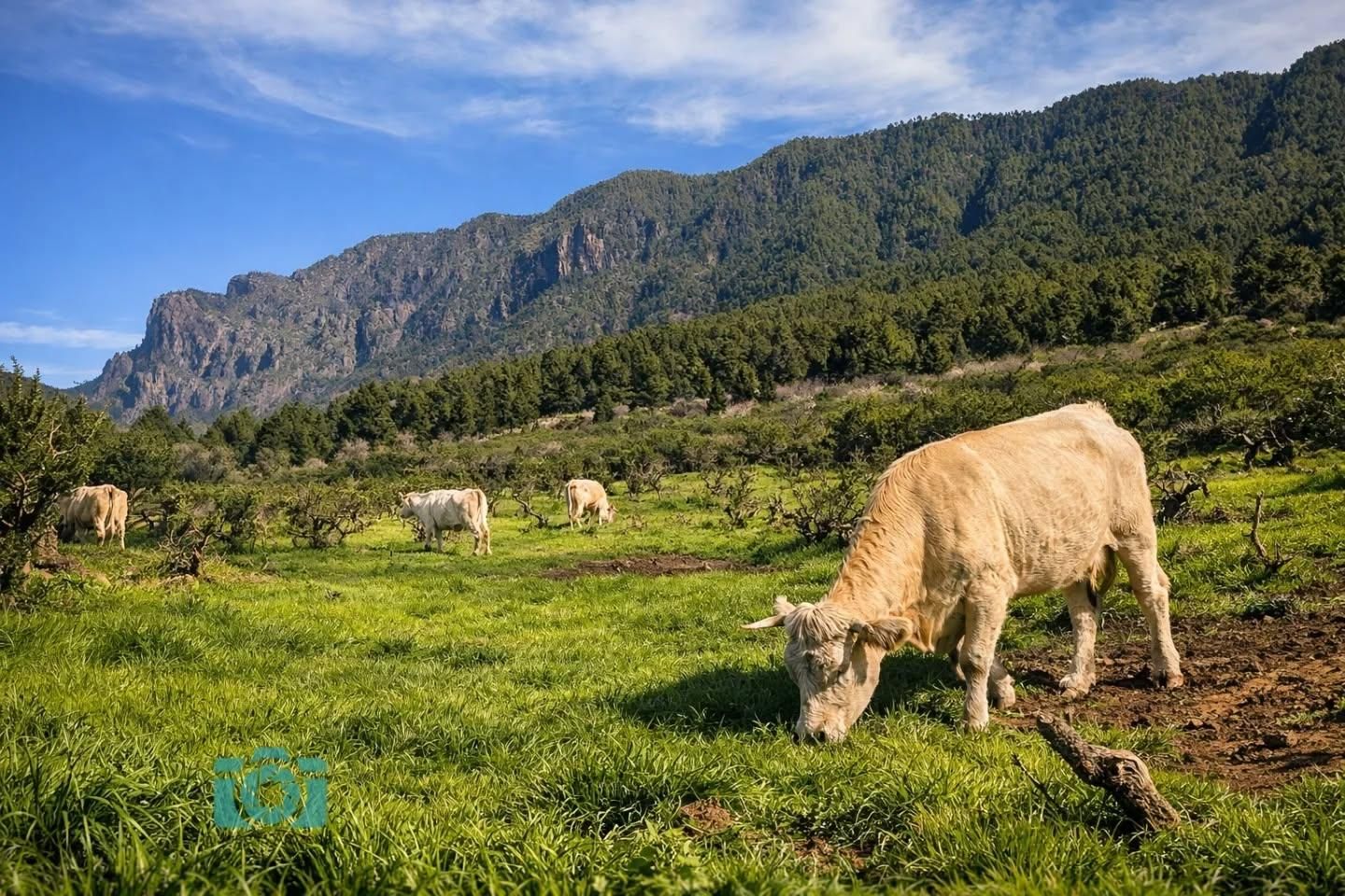 Ganado pastando  en la zona del Llano de las Cuevas  (El Paso).