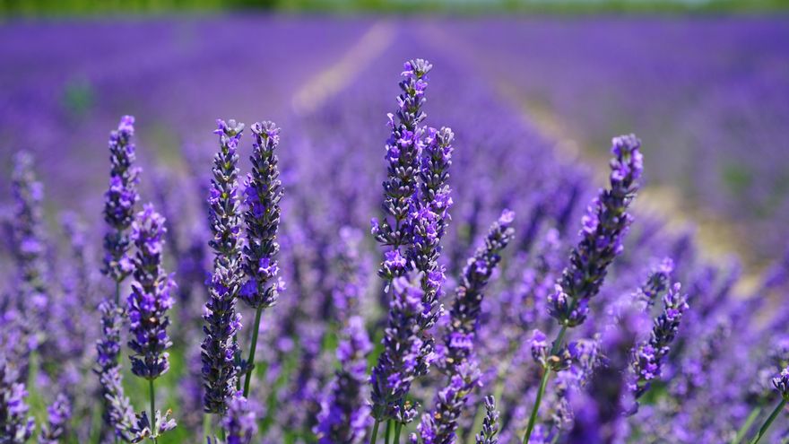 La lavanda es una genial opción porque ahuyenta a los insectos