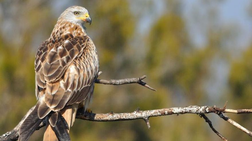 Un ejemplar de milano real en Doñana.
