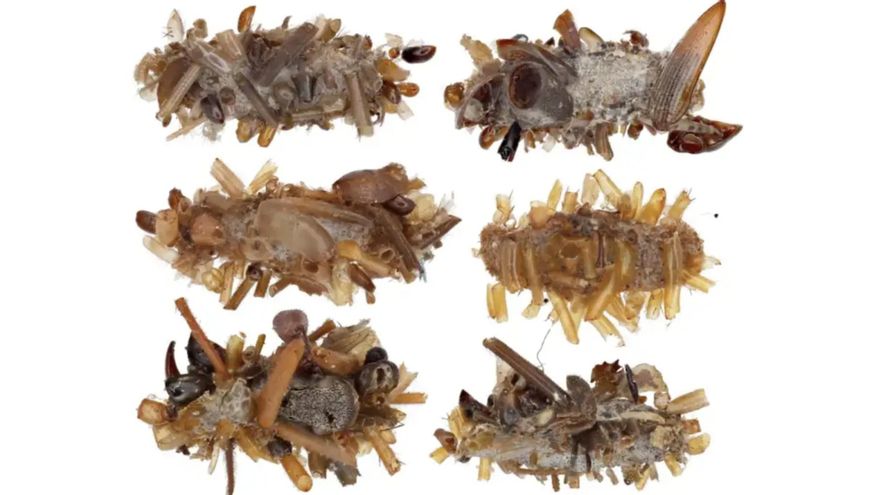 Así es la oruga de Hawái que utiliza partes de insectos muertos para camuflarse y cazar