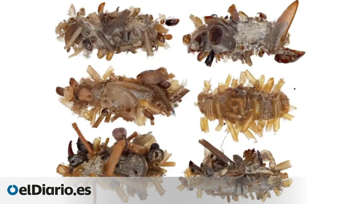 Así es la oruga de Hawái que utiliza partes de insectos muertos para ...