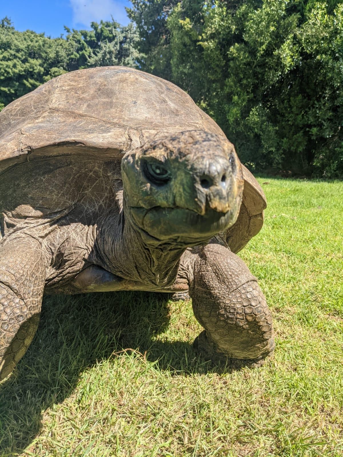 Jonathan, la tortuga de Plantation House en Santa Elena