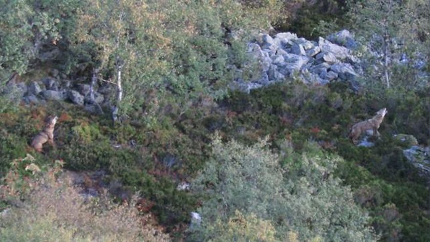 Imagen de Cantábrica Salvaje