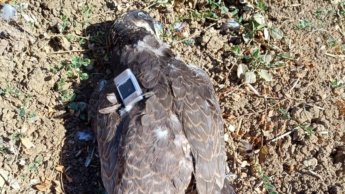 Investigado un hombre por matar a un halcón peregrino en un coto de caza Guadalajara