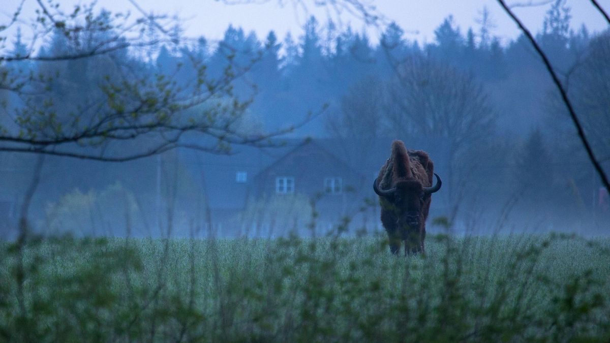 El bisonte europeo encontró su último refugio natural en Bialowieza, la mayor reserva de bosque primario del continente.
