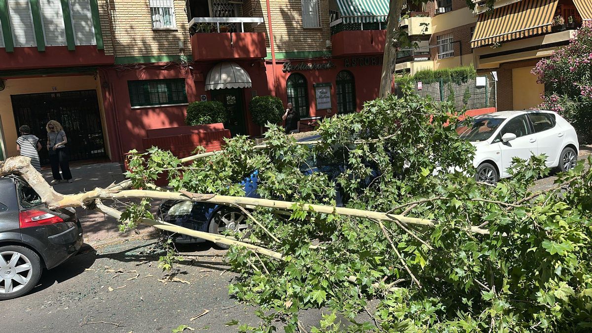 Árbol caído en la calle El Nogal