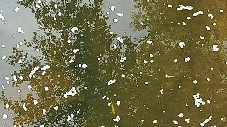 "Arrasado y completamente sin vida": más de 2.100 peces muertos por el vertido de purines en un afluente del río Pisueña