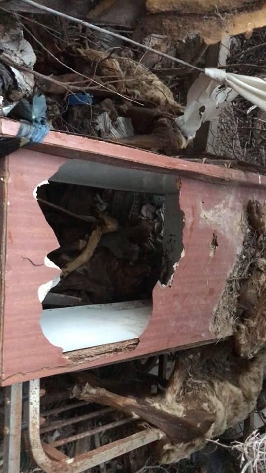 Restos de animales encontrados en el lugar