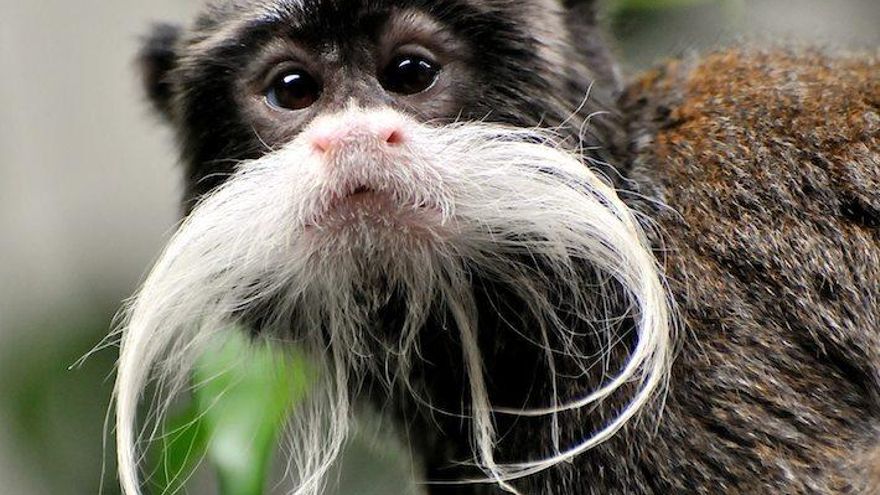 Nacen gemelos de tití emperador en Roma, una de las especies más curiosas de primates