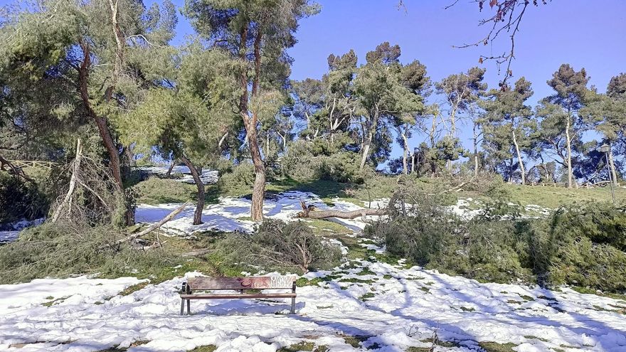 Varios árboles caídos en el Parque Caramuel, en Madrid (España), a 18 de enero de 2021