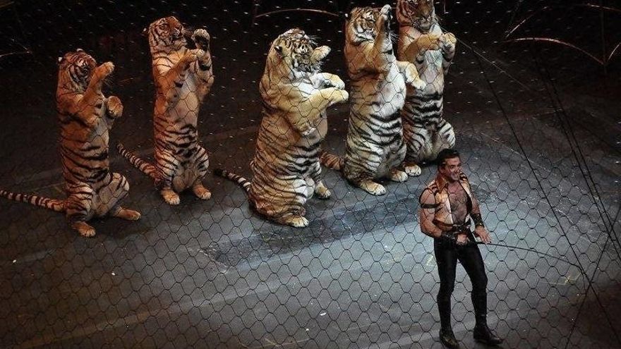 Llega el fin efectivo a los circos con animales salvajes: “Se ha ido aceptando el cambio"