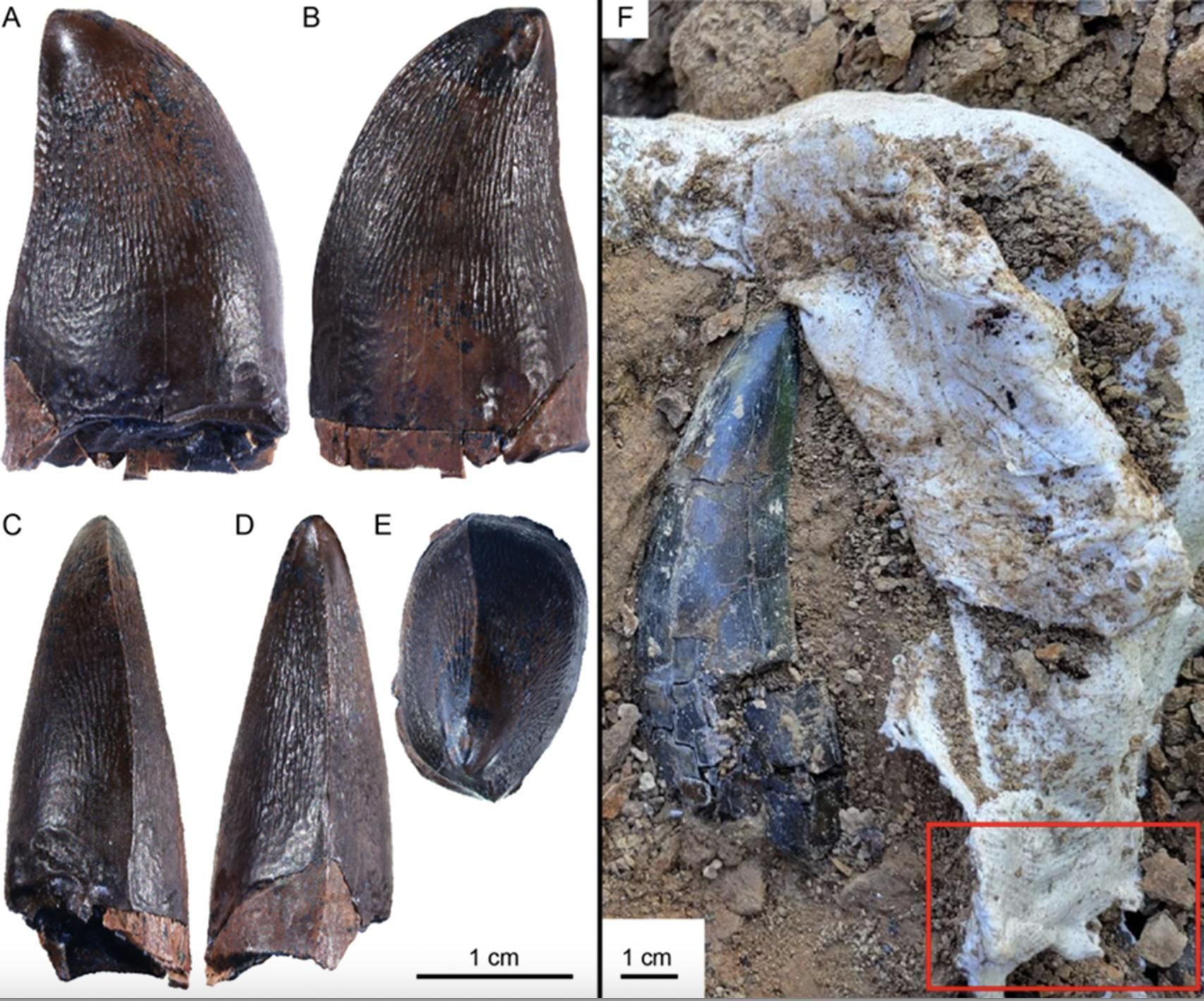 Diente NDGS 12217 (Prognathodontini indet.) de la Formación Hell Creek, mostrado en vistas lingual ( A ), labial ( B ), anterior ( C ), posterior ( D ) y oclusal ( E ). La imagen ( F ) muestra la ubicación de recuperación (recuadro rojo) en relación con un diente de Tyrannosaurus rex (NDGS 15125) en NDGS L4327.